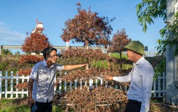 Dừa gãy ngọn, tùng chết khô đỏ quạch ở di tích Hiền Lương - Bến Hải