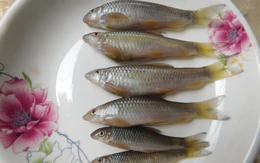 Cá đá vừa được Đại học Cần Thơ kích thích sinh sản thành công: Có gì mà 'ai cũng thèm, cũng nhớ'?