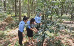 Góc nhìn trưa nay: Khám phá ‘bảo tàng sống’ 40ha giữa lòng TP.HCM, nơi lưu giữ hàng chục loài cây trong Sách đỏ