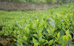 Bên cạnh nước lọc, đây là những loại đồ uống có lợi cho sức khỏe của gan