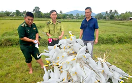 Dẹp 'trận địa' bẫy chim, cò nhiều khu vực ở TP Huế