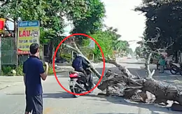 Vụ chặt hạ cây đổ đè chết người đi đường: Gia đình tự thuê người chặt cây chết trước nhà