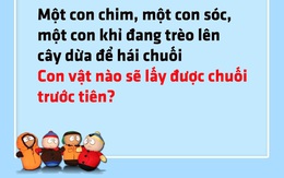 Chim, sóc và khỉ cùng thi đua hái chuối, con nào thắng?