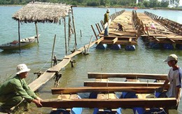 Nhịp cầu mùa Xuân !