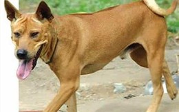 Nuôi chó Phú Quốc trong đất liền