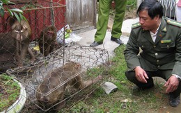 Người dân chuyển giao 10 con khỉ có tên trong sách đỏ
