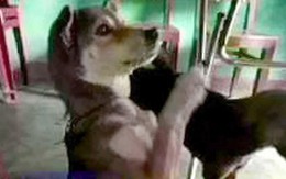 Video bạn đọc: Chó "lạy" đón khách ở Tam Kỳ