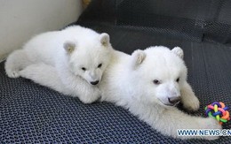 Xin chào, chúng tôi là gấu Bắc cực sinh đôi!