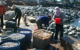 Teo tóp... đất đảo