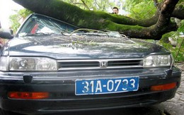 Cây đổ đè nát xe 4 chỗ