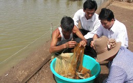 Tôm chết, người nuôi trắng tay