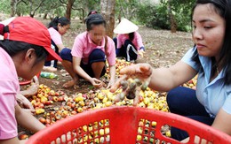 Những cô giáo trẻ ở trường cai nghiện