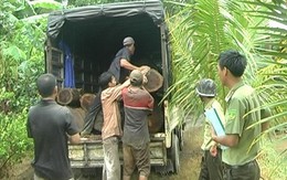 Phát hiện hơn 150 lóng gỗ bị lâm tặc đốn hạ