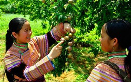 Lên Bắc Hà mùa hái mận tam hoa