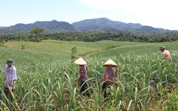 Làng mới Sông Chàng ở non cao