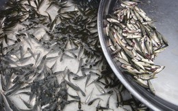 An Giang: xuất hiện cá linh giả