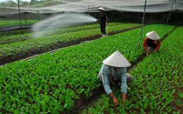 Giá thực phẩm tăng cao: Chưa xác định được nguyên nhân
