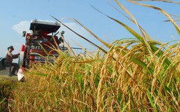 Chuyển dịch kinh tế phải phục vụ phát triển nông nghiệp