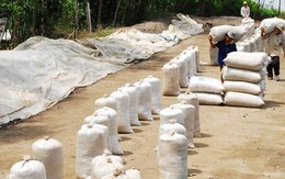 Không tạm trữ, lấy đâu ra gạo xuất khẩu