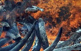 Kenya thiêu hủy 5 tấn ngà voi