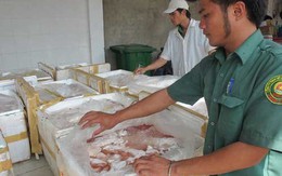 Coi chừng heo bệnh lên bàn ăn