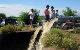 Lúa "cháy", nếu thủy điện không "nhả" nước