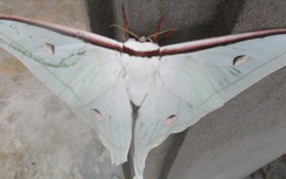 Phát hiện bướm khổng lồ