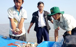 Mùa nghêu trắng tay