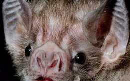 Khám phá cách thức loài hút máu xác định con mồi