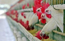 Trứng "gà đi bộ" sợ trứng gà công nghiệp