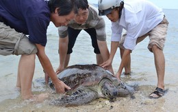 Thả rùa nặng 80kg về biển