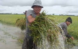 Bảo hiểm nông nghiệp: Chưa hấp dẫn nông dân