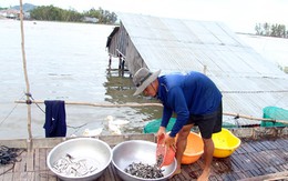 ĐBSCL: lũ tiếp tục lên nhanh