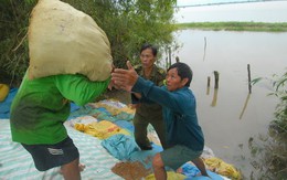 Đồng Tháp, An Giang: quyết liệt bảo vệ đê