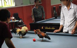 Đá gà trên bàn bida