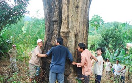 "Cuộc chiến" giữ cây gỗ hương cổ thụ