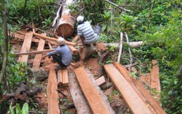 Tan nát rừng đầu nguồn Sông Hinh