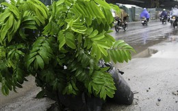 Một loạt hố ga mất nắp