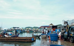 Ô nhiễm cảng cá vượt báo động