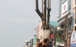 Cây xanh đô thị ở Đà Nẵng: Chưa kịp xanh đã... chặt