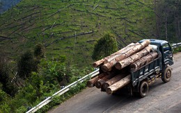 Hành trình Việt Nam xanh tới Đà Nẵng