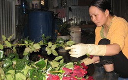Đà Lạt: giá hoa hồng đỏ tăng gấp 4 lần