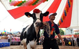 Bò sữa cao nguyên thi hoa hậu