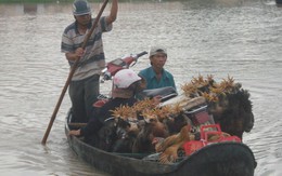 Bình Định: nhiều nơi vẫn bị nước cô lập