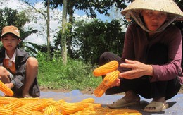 "Thợ đụng" cho con đến trường