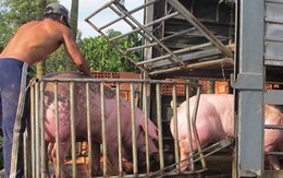 Chuyển hàng ngàn con heo sang Trung Quốc mỗi ngày