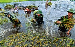 Gặt lúa chạy lũ: giải nhất ảnh về cây lúa VN