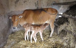 Hai anh em bê sinh đôi