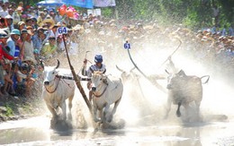 Sôi động đua bò Bảy Núi