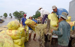 Vụ ba là vụ sản xuất chính